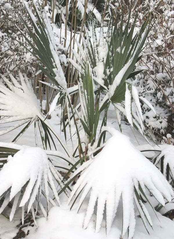 Hardy Palms