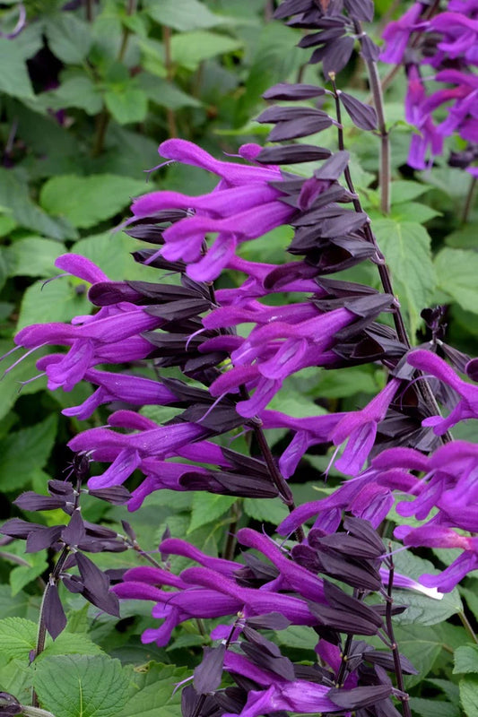 Creating a Fall Garden With Sun Loving Perennials