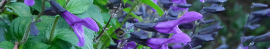 The Top 6 Coolest Blue Salvia for the Garden