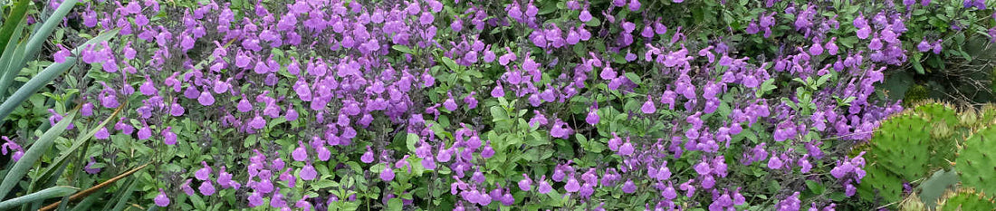 Perennial Salvias in the Garden