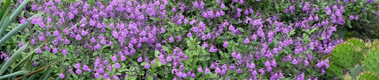 Perennial Salvias in the Garden