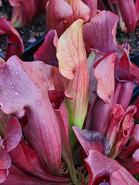 Choosing the Best Performing Perennial Flowers