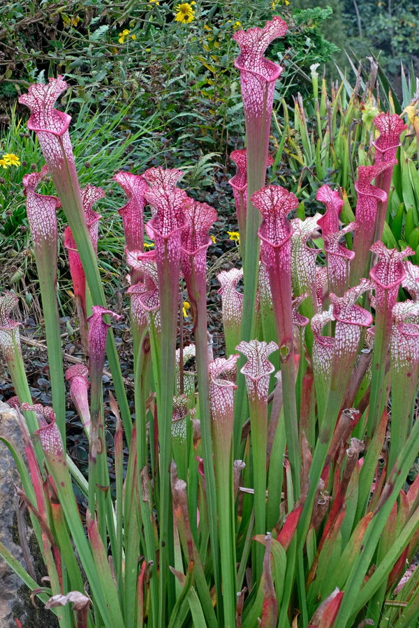 Buying Unusual Perennial Plants from a Mail Order Nursery