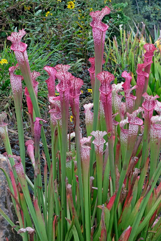Buying Unusual Perennial Plants from a Mail Order Nursery