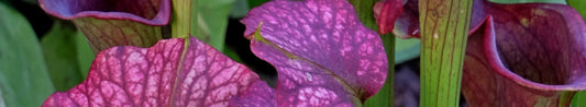 The Carnivorous Pitcher Plant
