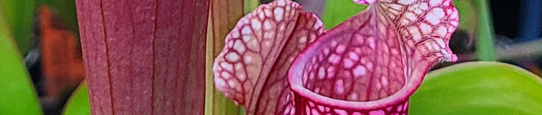 Gardening Unplugged - Pitcher Plants in the Garden
