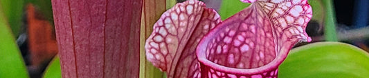 Gardening Unplugged - Pitcher Plants in the Garden