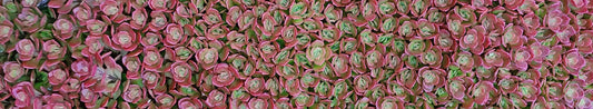 Top Tips for Growing Sedum Stonecrop the Right Way