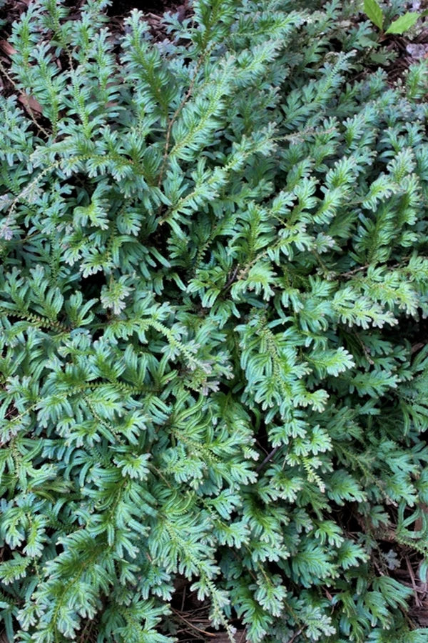 The Best Woodland Garden Plants