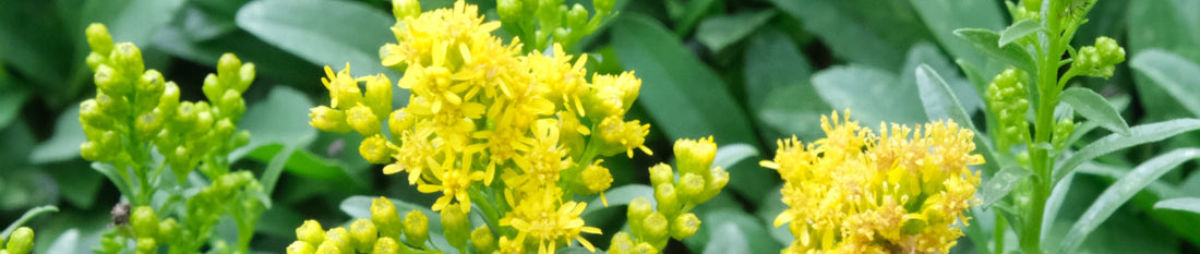 Plant Profile: Solidago (Goldenrod)