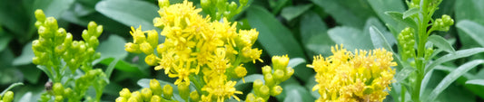 Plant Profile: Solidago (Goldenrod)