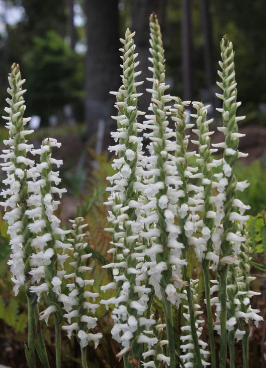 Hardy Perennials and Flowers for the Winter Garden