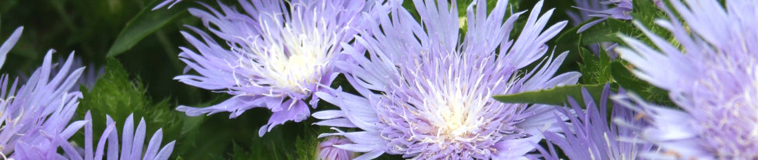 Plant Profile: Stokesia laevis 'Peachie's Pick'