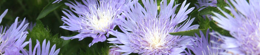 Plant Profile: Stokesia laevis 'Peachie's Pick'