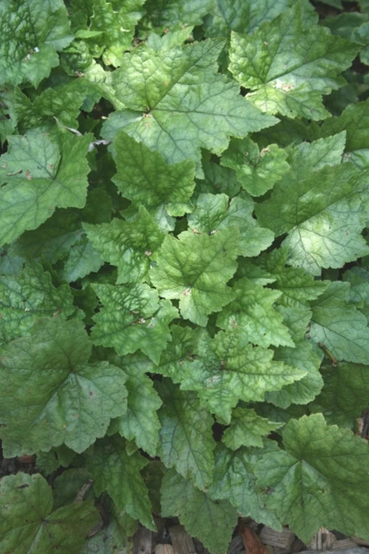 The Best Shade Plants