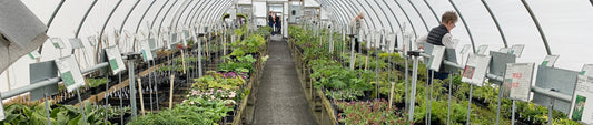 Tips on Shopping from an Online Nursery