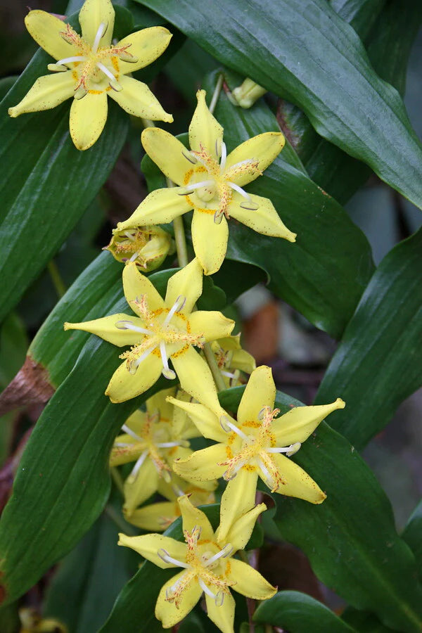 Tricyrtis - Toad Lilies for the Shade Garden