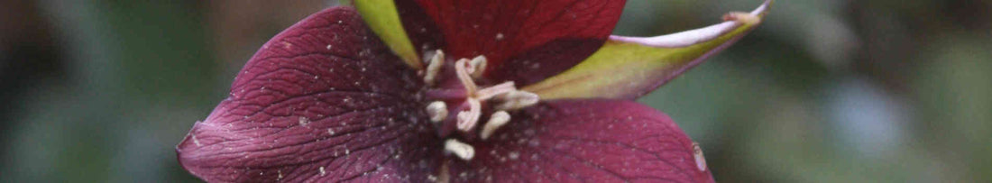 Debunking Common Myths About Trillium Plants