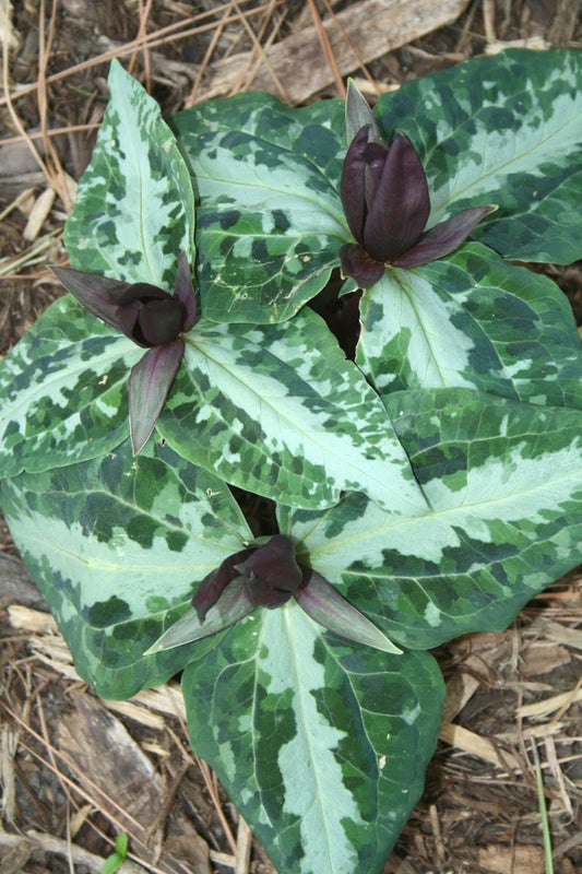 The Best Perennial Plants for Sale