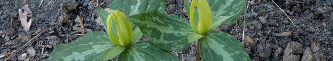 Top Trillium Questions Answered