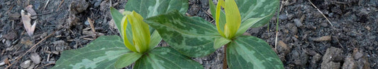 Top Trillium Questions Answered