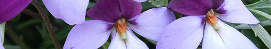 Plant Profile: Viola pedata (Bird's-Foot Violet)