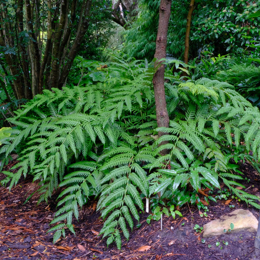 Woodwardia and Associated Species