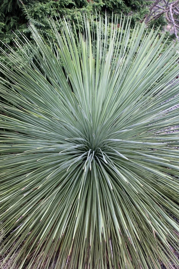 Need a Great Native Plant for Your Garden?