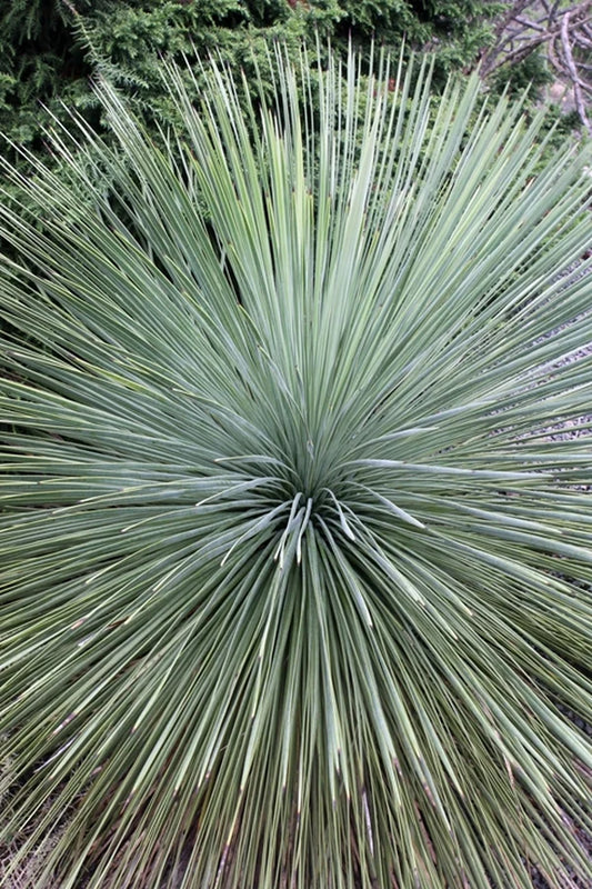 Need a Great Native Plant for Your Garden?