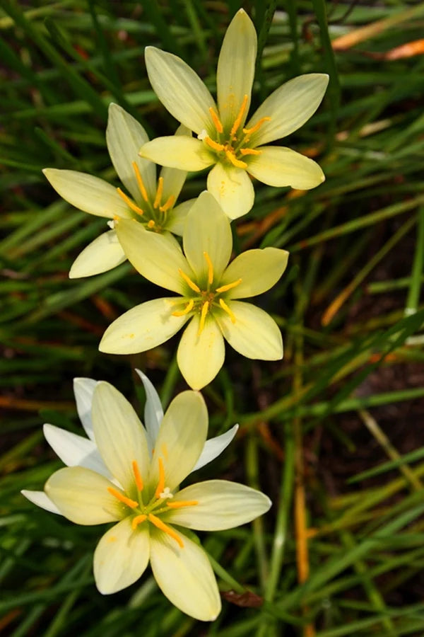 No shade? Try Full Sun Flowers and other Plants for Sun