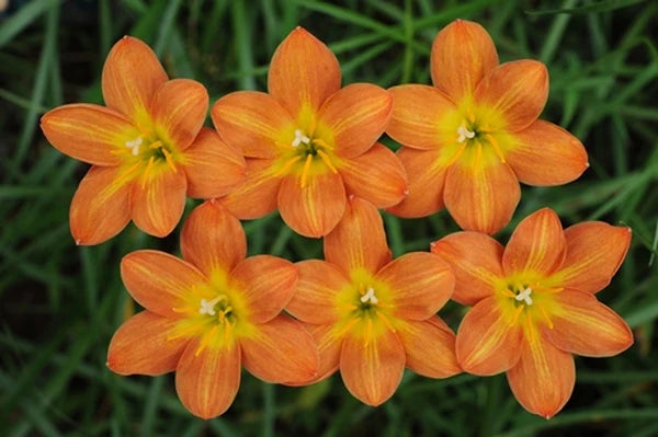 How To Select the Best Perennial Flowers