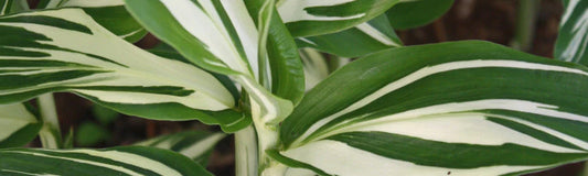 Zingiber mioga (Myoga Ginger)