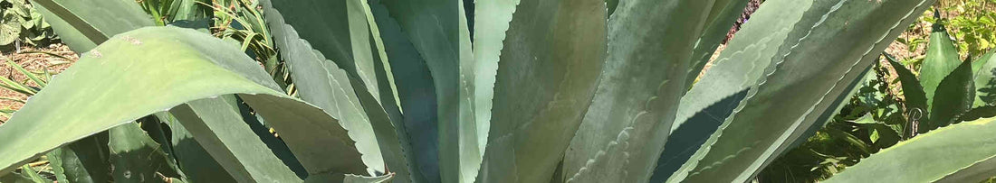 Gardening Unplugged - Agaves and Humans: 10,000 Years of Co-evolution