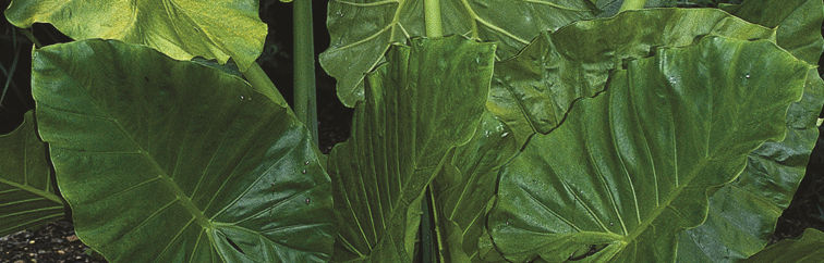How Do I Overwinter My Hardy Tropical Plants?