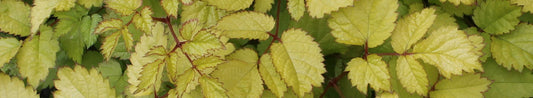 What Shade Plants Are Right for Your Hardiness Zone?