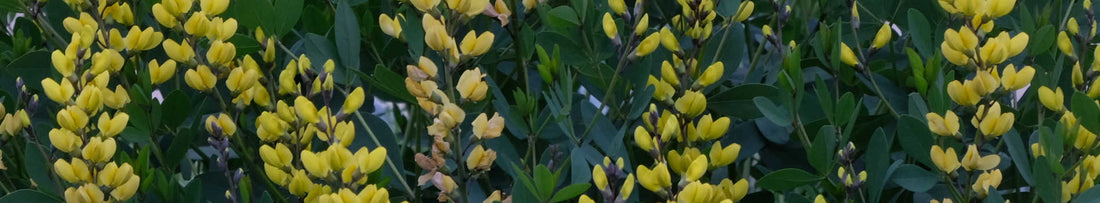 Gardening Unplugged - Baptisias in the Garden