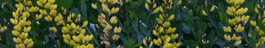 Gardening Unplugged - Baptisias in the Garden