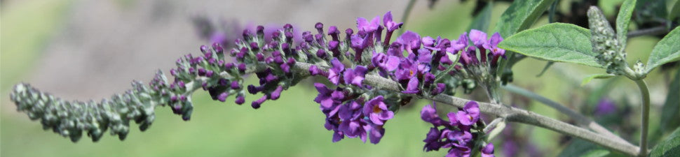 The Butterfly Bush
