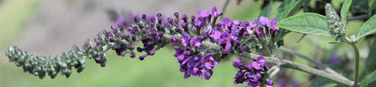 The Butterfly Bush