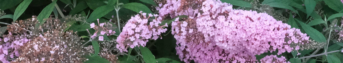 Buddleja or Buddleia?