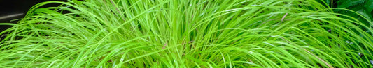 Carex - Fine Textural Sedges for the Perennial Shade Garden