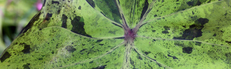 Bizarre Plants Only a Mother Could Love