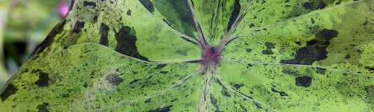 Bizarre Plants Only a Mother Could Love