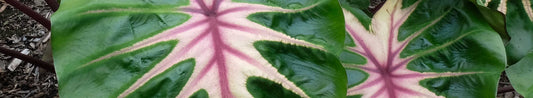 Create a Zoo in Your Garden With Elephant Ears