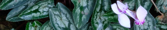 Gardening Unplugged - Hardy Cyclamen