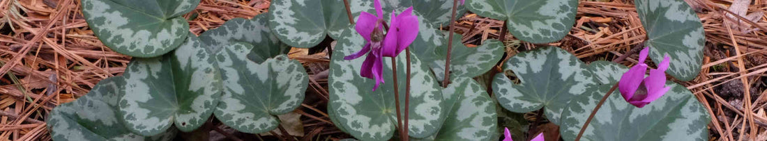 Shade Loving Flowers and Partial Sun Perennials