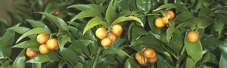 Plant Profile: Danae racemosa  (Poet's Laurel)