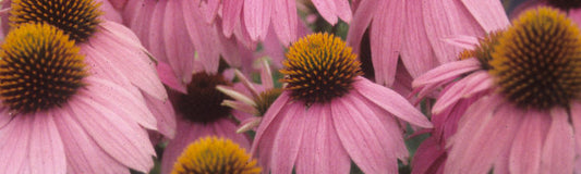 Echinacea Explosion - The Coneflower Chronicles