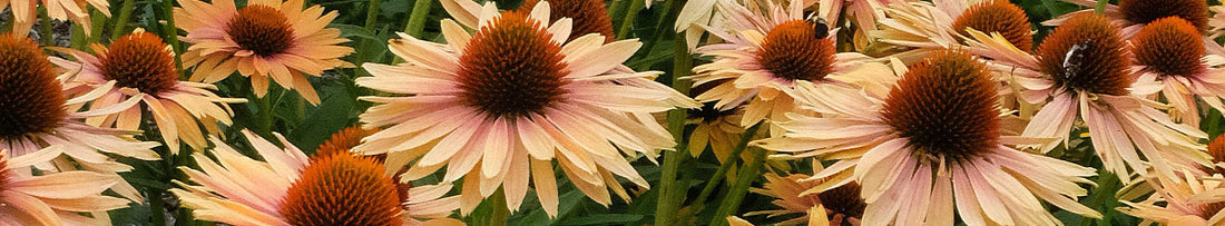 Add Color to Your Garden with Coneflowers