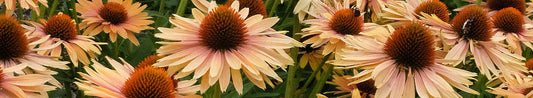 Add Color to Your Garden with Coneflowers